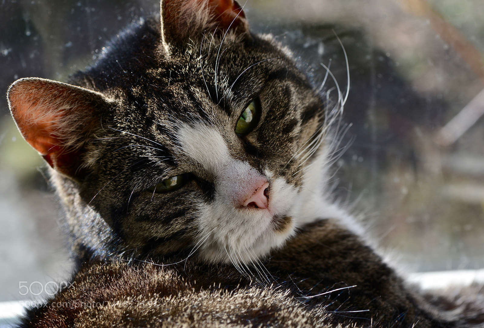 Nikon D800 sample photo. Cat loves the sun photography