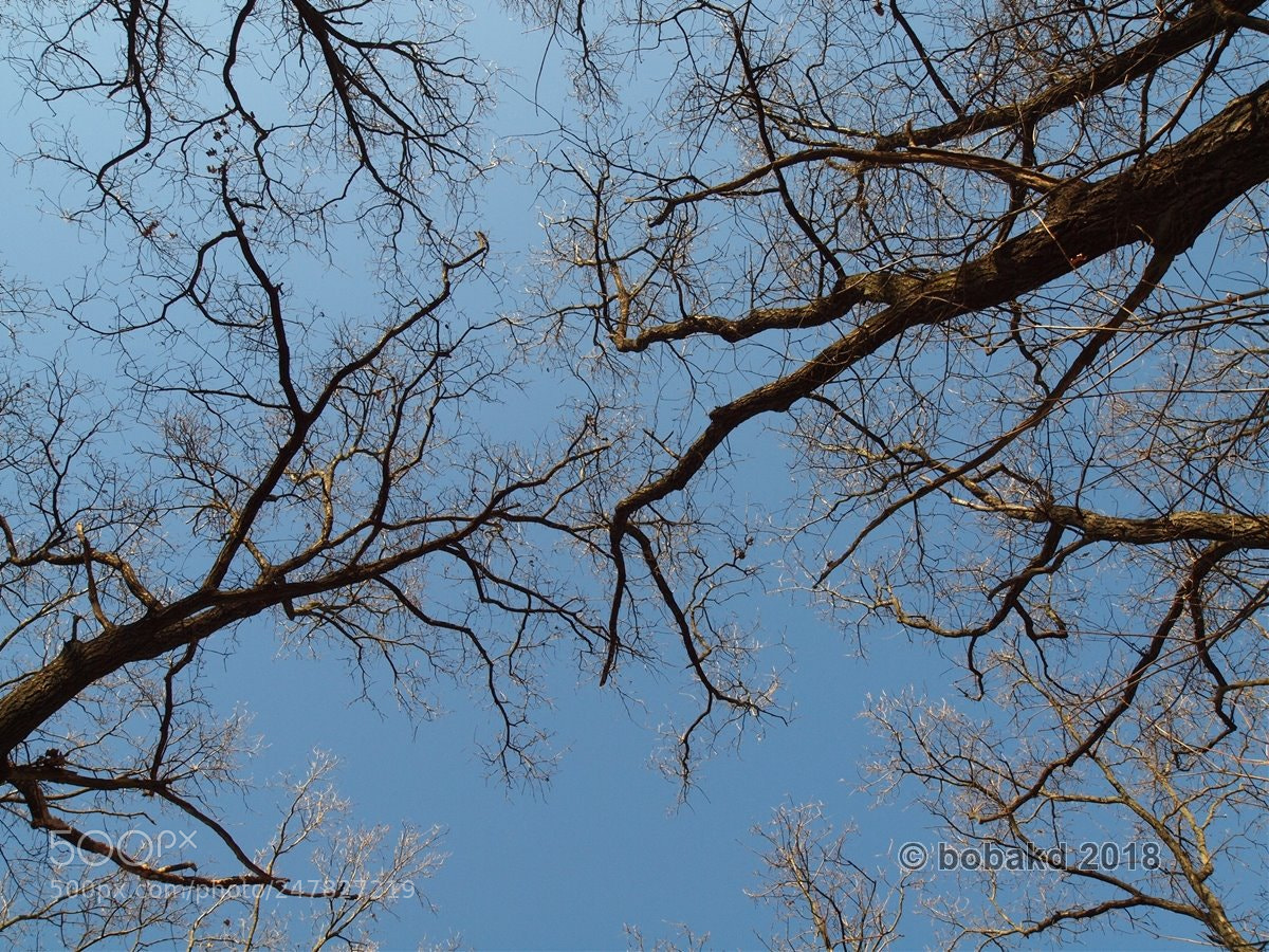 Olympus E-620 (EVOLT E-620) sample photo. Wood crowns  -2 photography