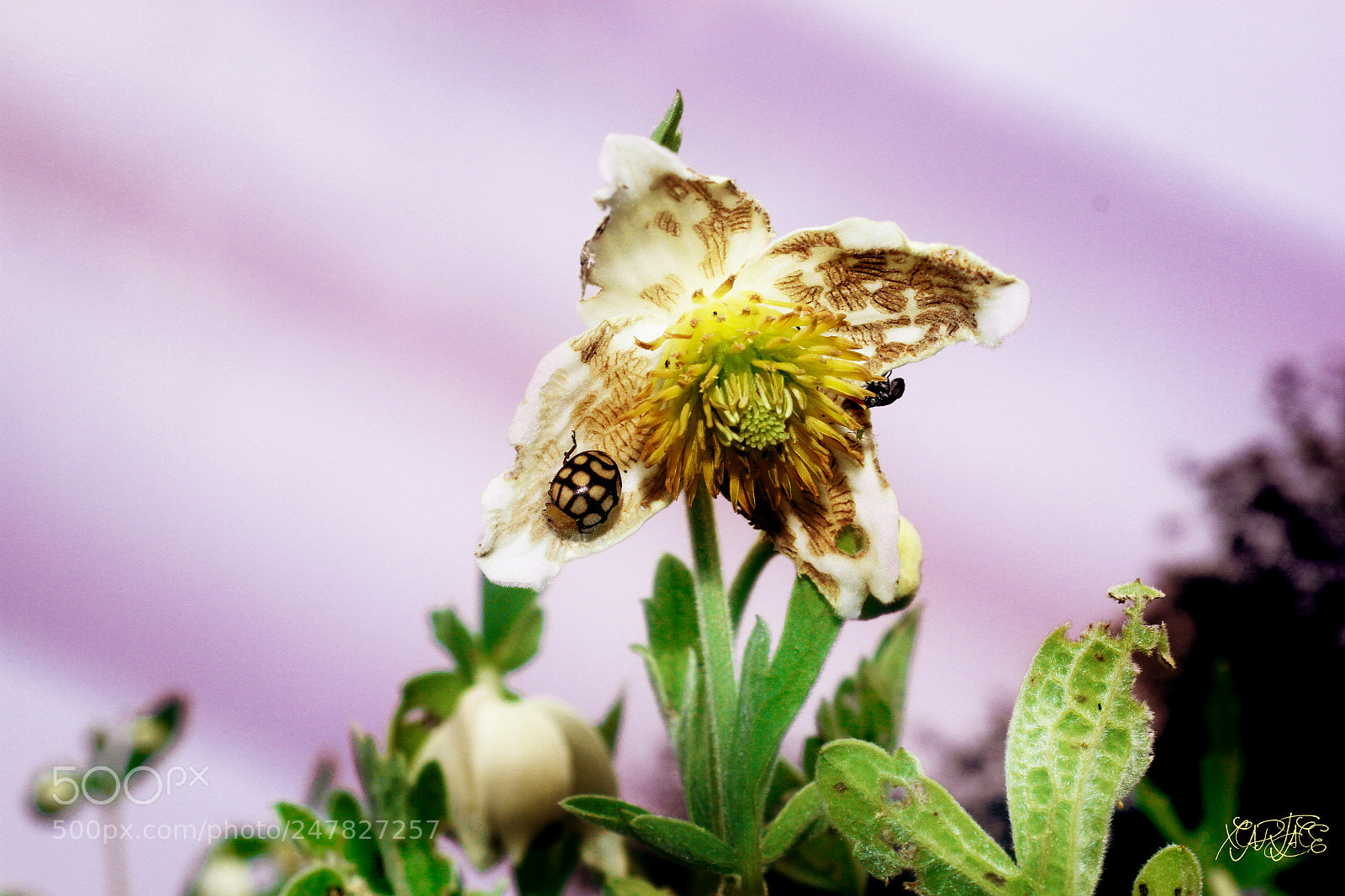 Canon EOS 7D sample photo. Untitled photography
