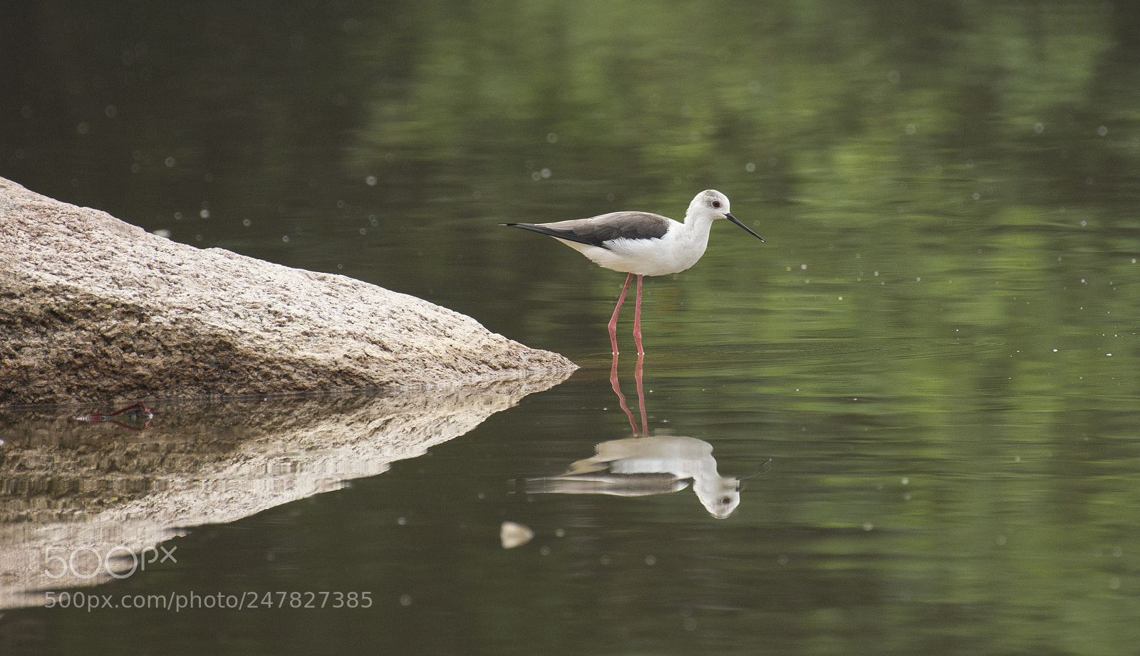 Nikon D7200 sample photo. Black winged stilt photography