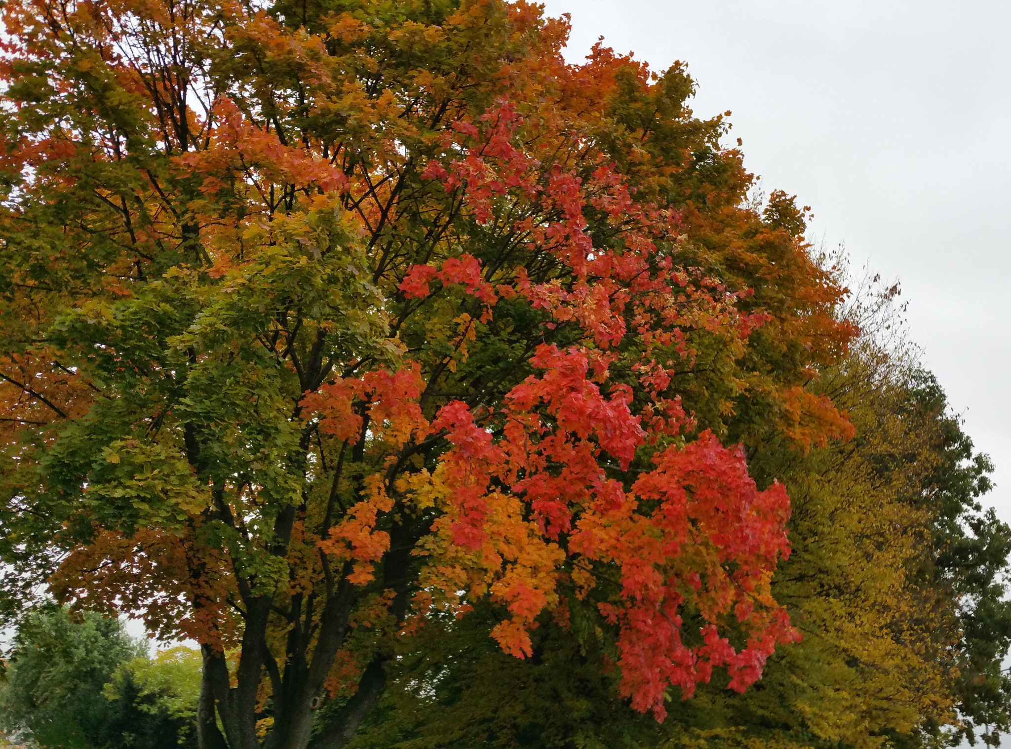 Samsung Galaxy S5 LTE-A sample photo. Herbstfarben photography