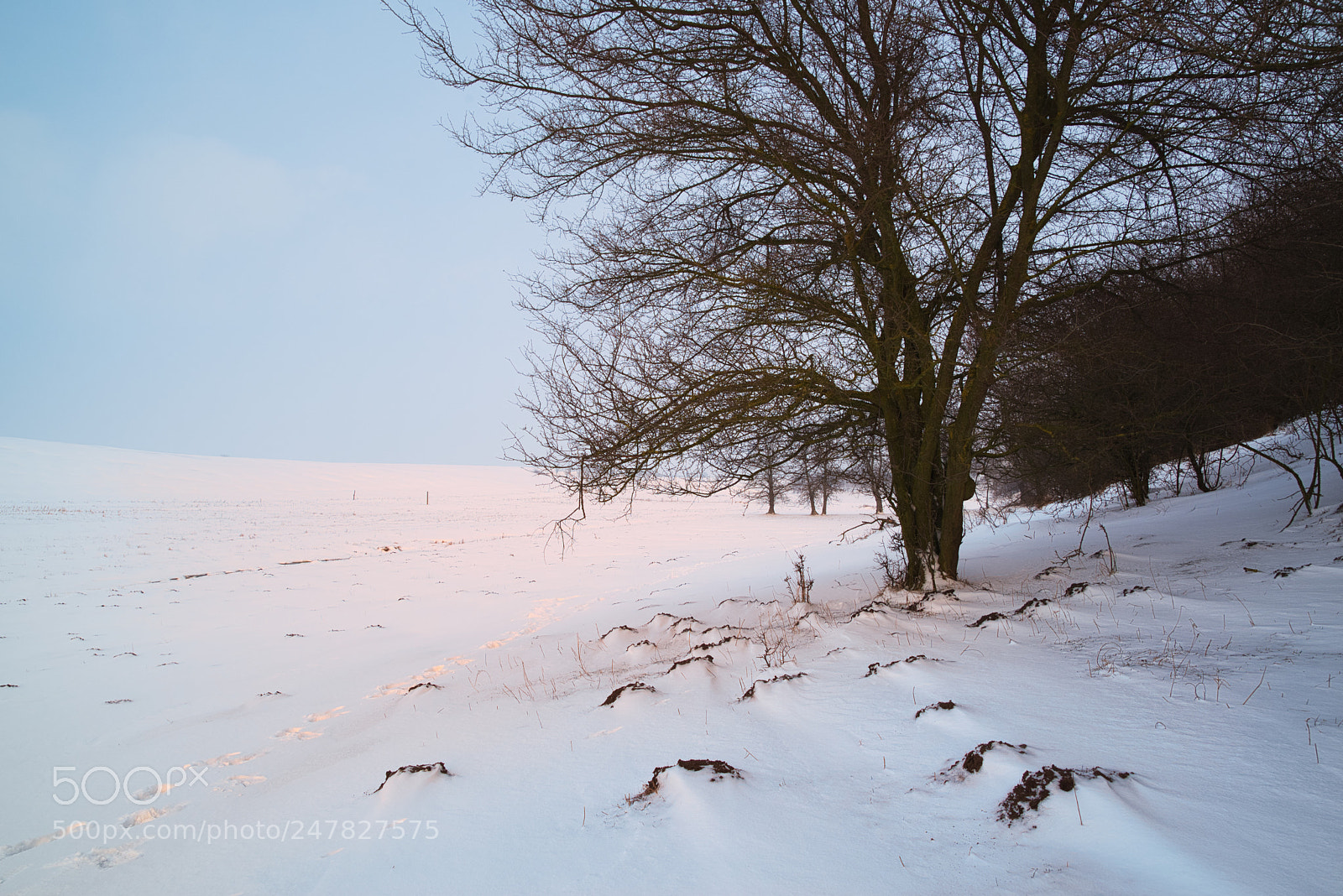 Nikon D610 sample photo. White field photography