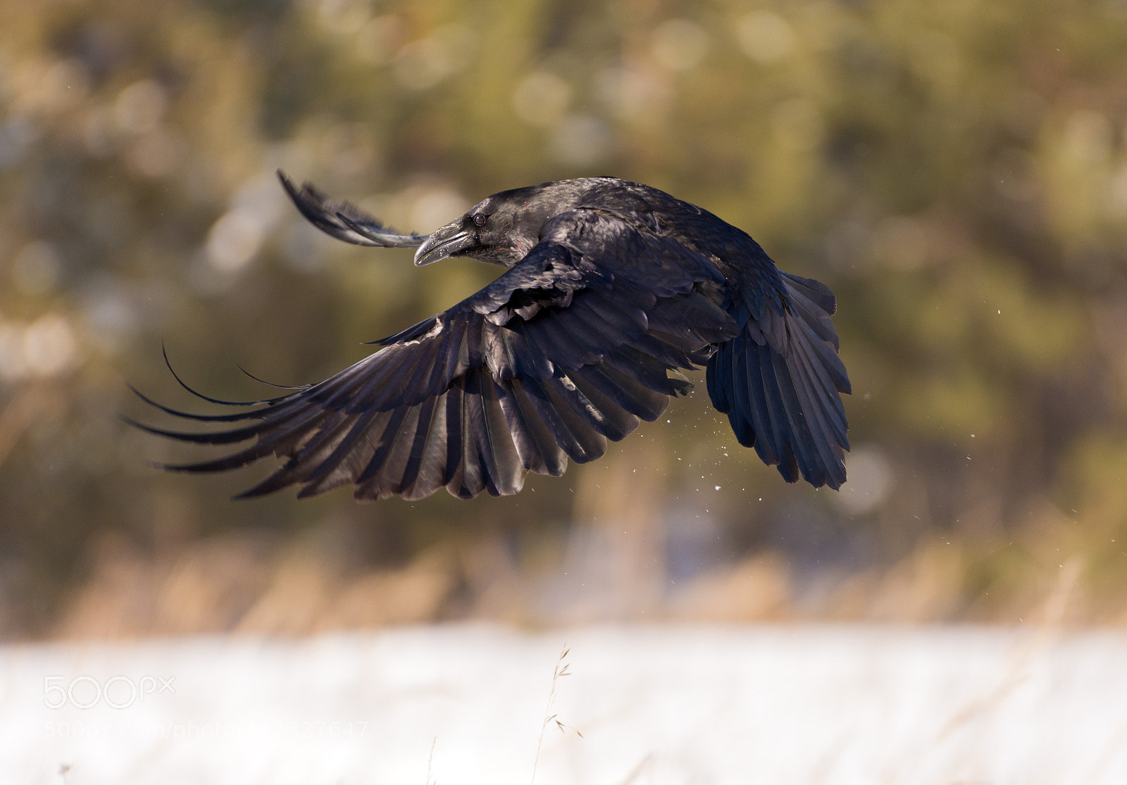 Nikon D7200 sample photo. Common raven photography