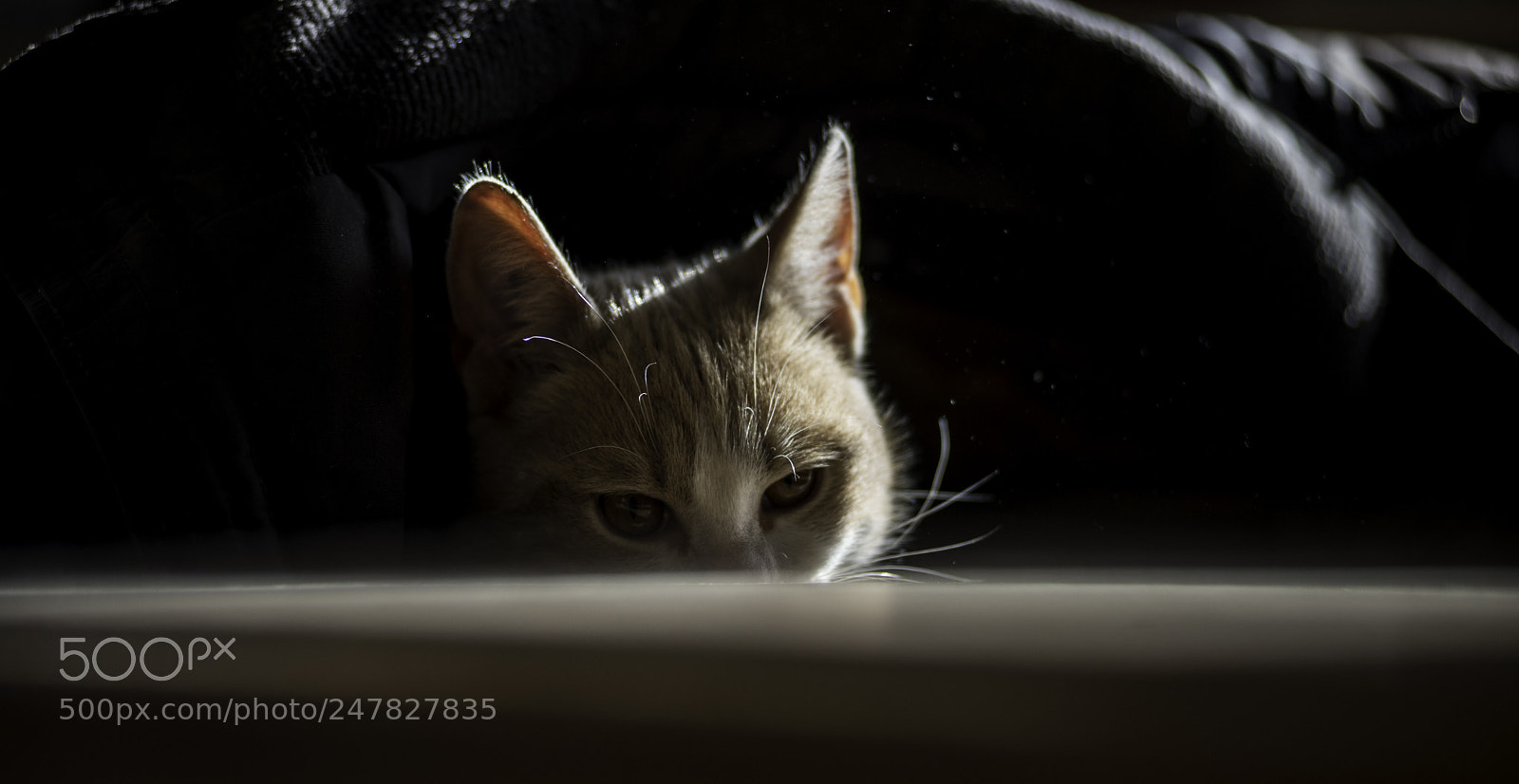 Nikon D610 sample photo. Mini cat photography