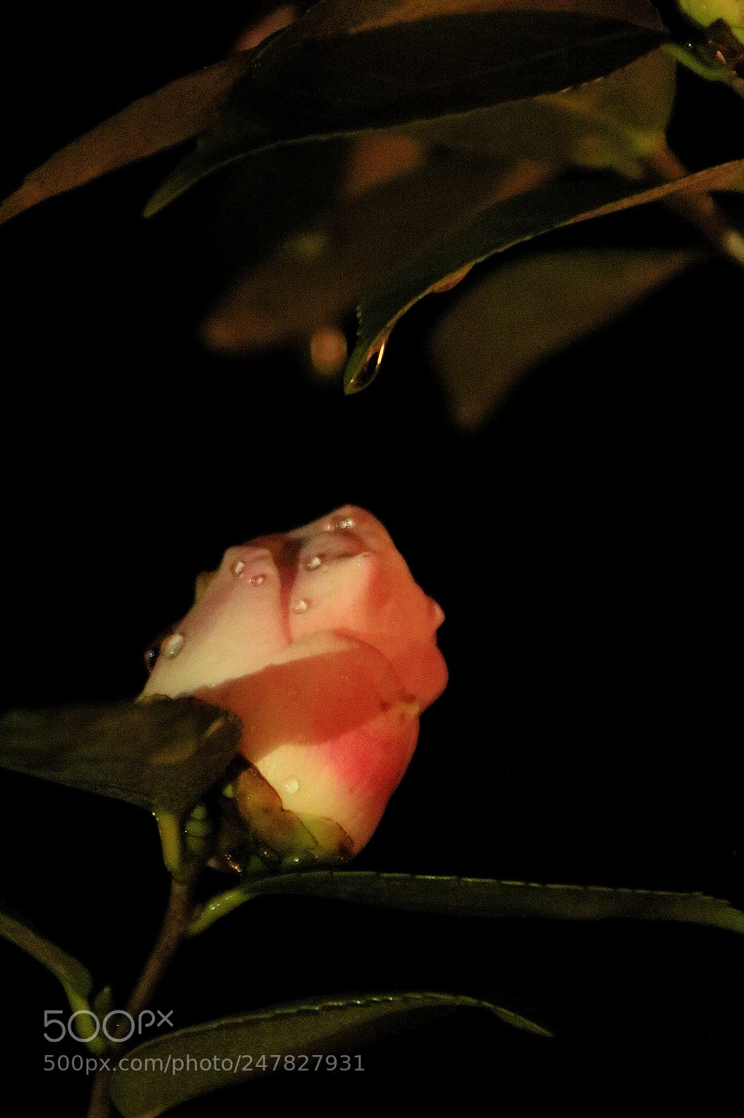 Canon EOS 7D Mark II sample photo. 抚育滋润 photography