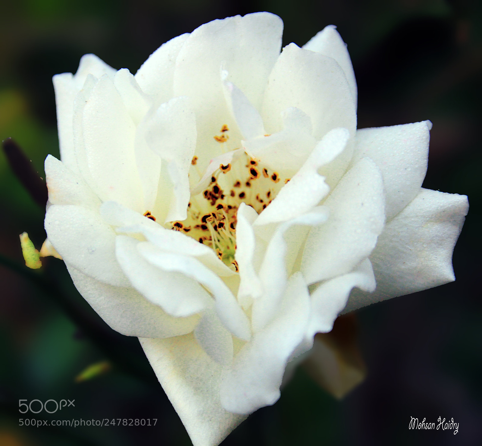Canon EOS 500D (EOS Rebel T1i / EOS Kiss X3) sample photo. Blooming diamond photography