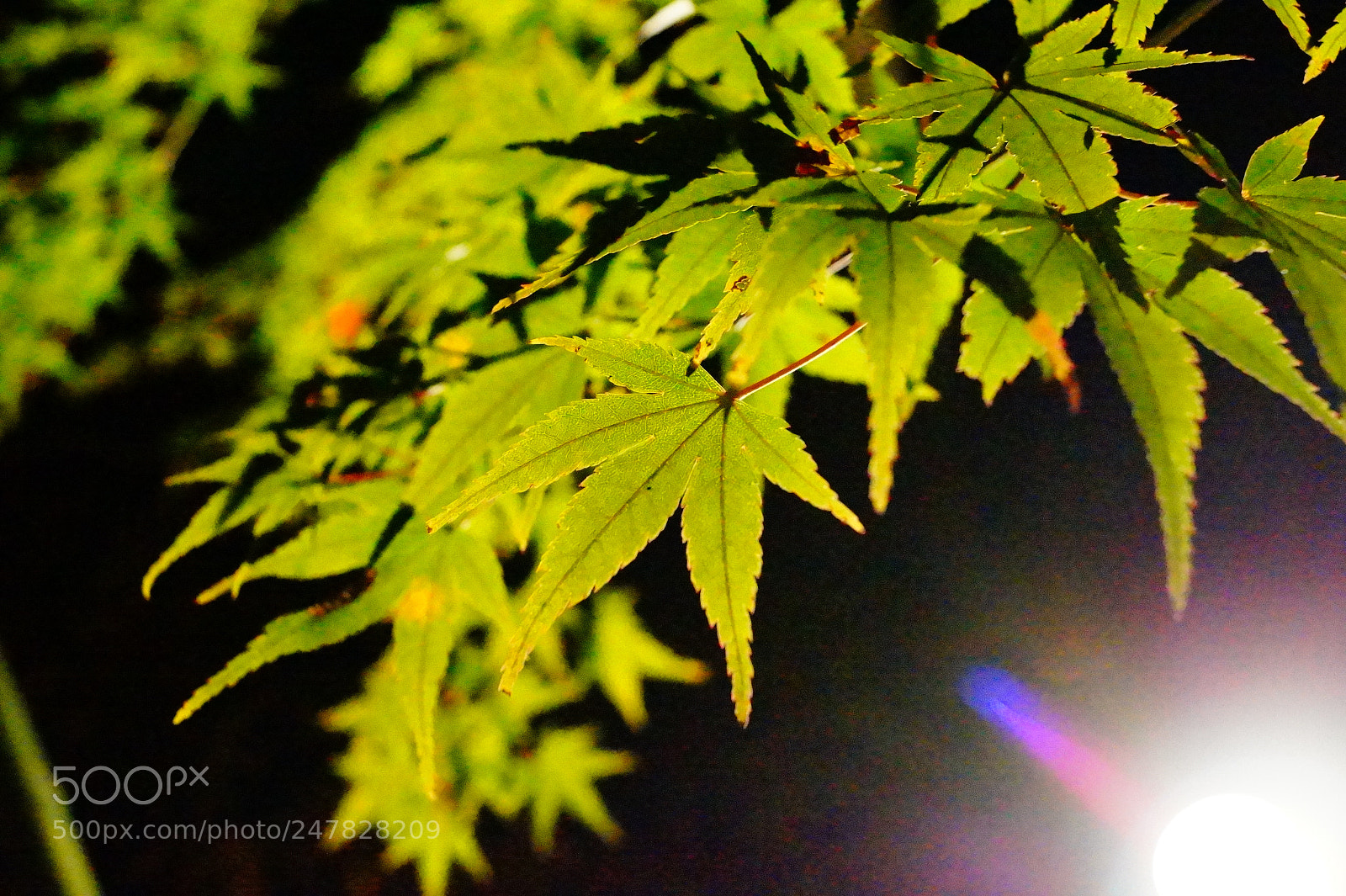 Sony SLT-A58 sample photo. 葉 photography