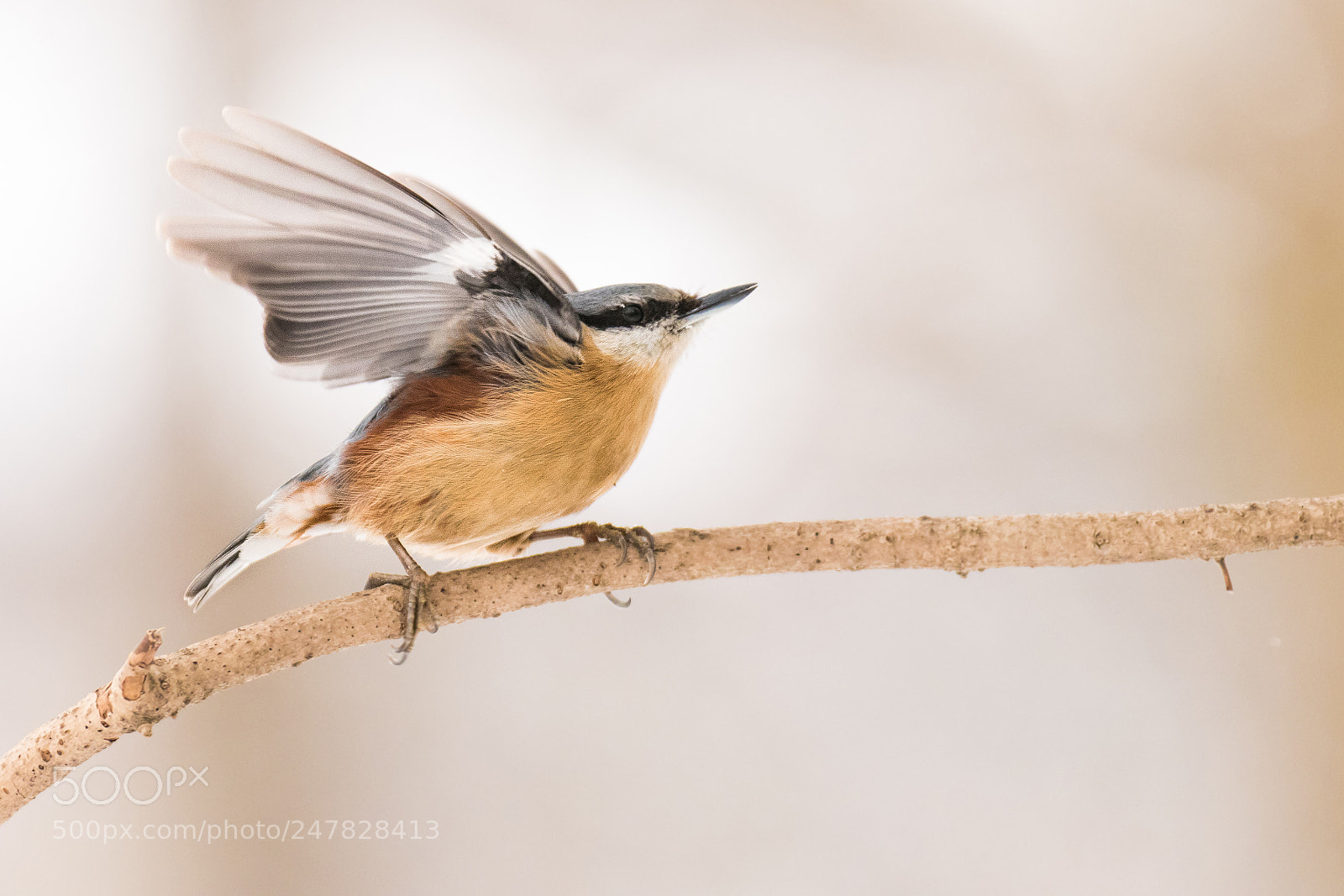 Canon EOS 80D sample photo. Starting (eurasian nuthatch) photography