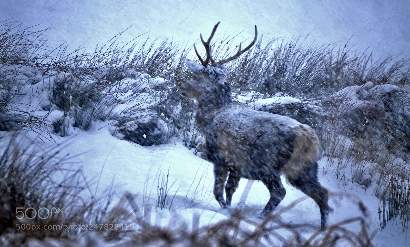 Nikon D300S sample photo. Just a normal winters photography