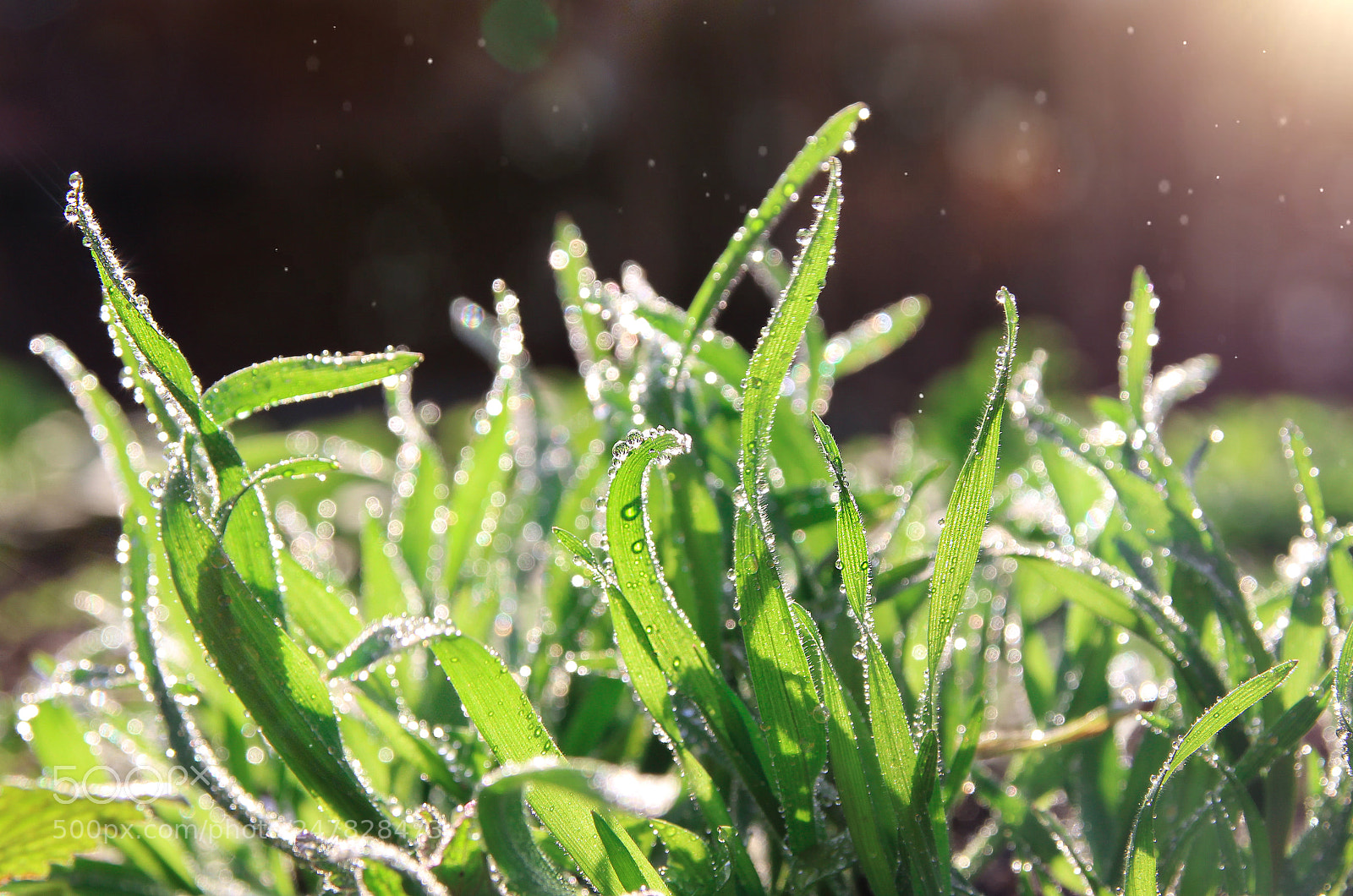 Canon EOS 600D (Rebel EOS T3i / EOS Kiss X5) sample photo. Green grass and raindrops. photography