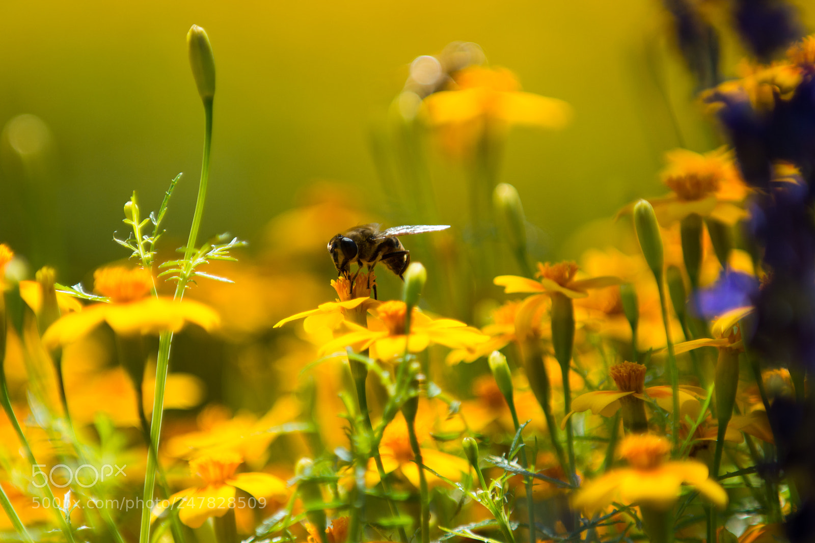 Nikon D7200 sample photo. Die einsame biene photography