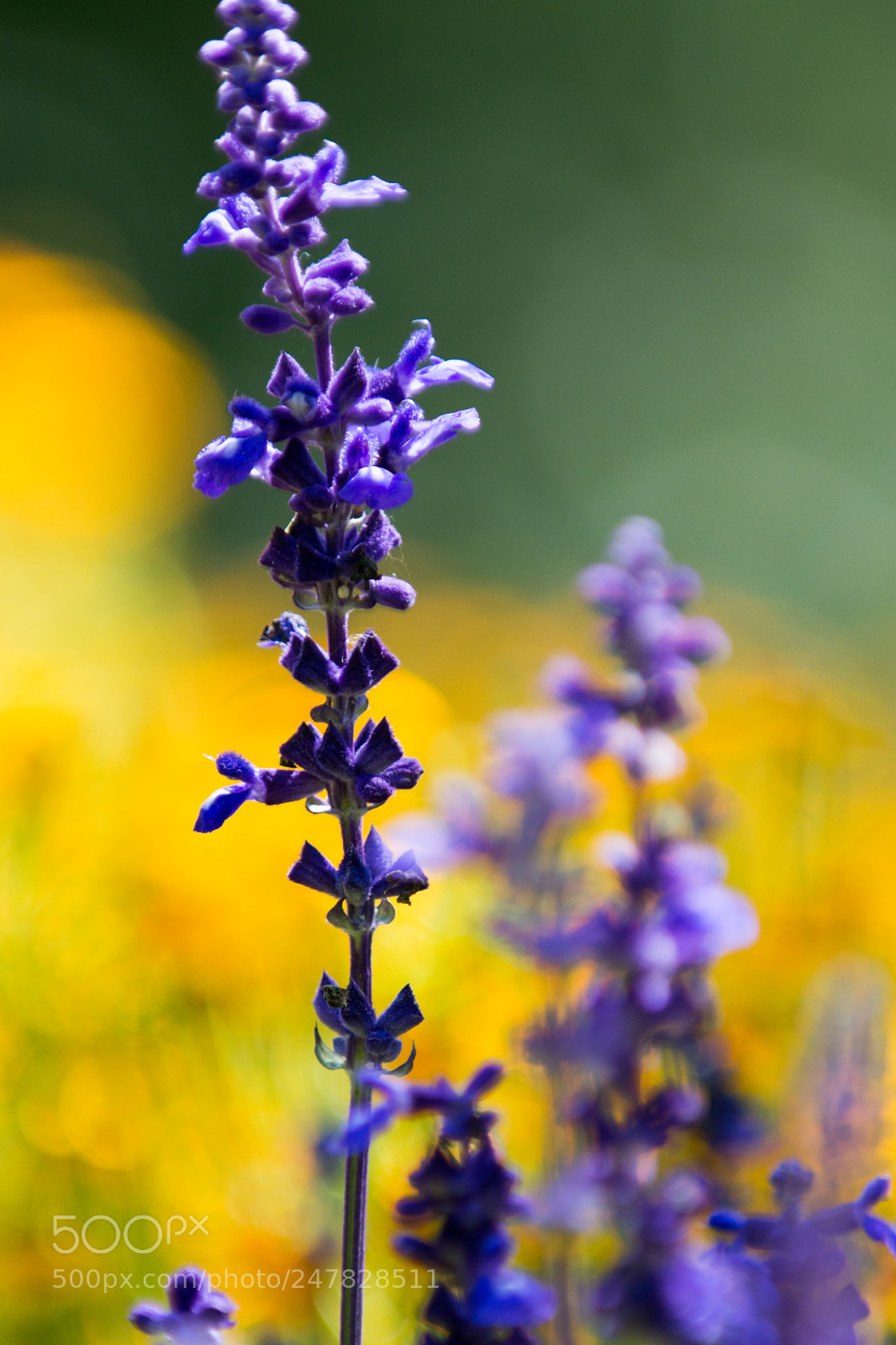 Nikon D7200 sample photo. Bokeh photography