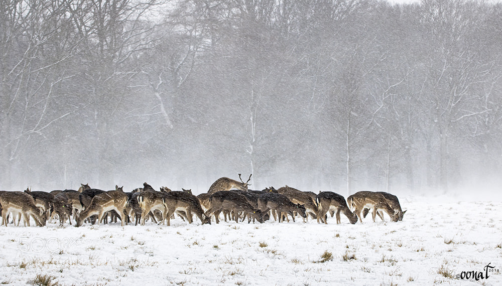 Canon EOS 750D (EOS Rebel T6i / EOS Kiss X8i) sample photo. Herd of deer photography