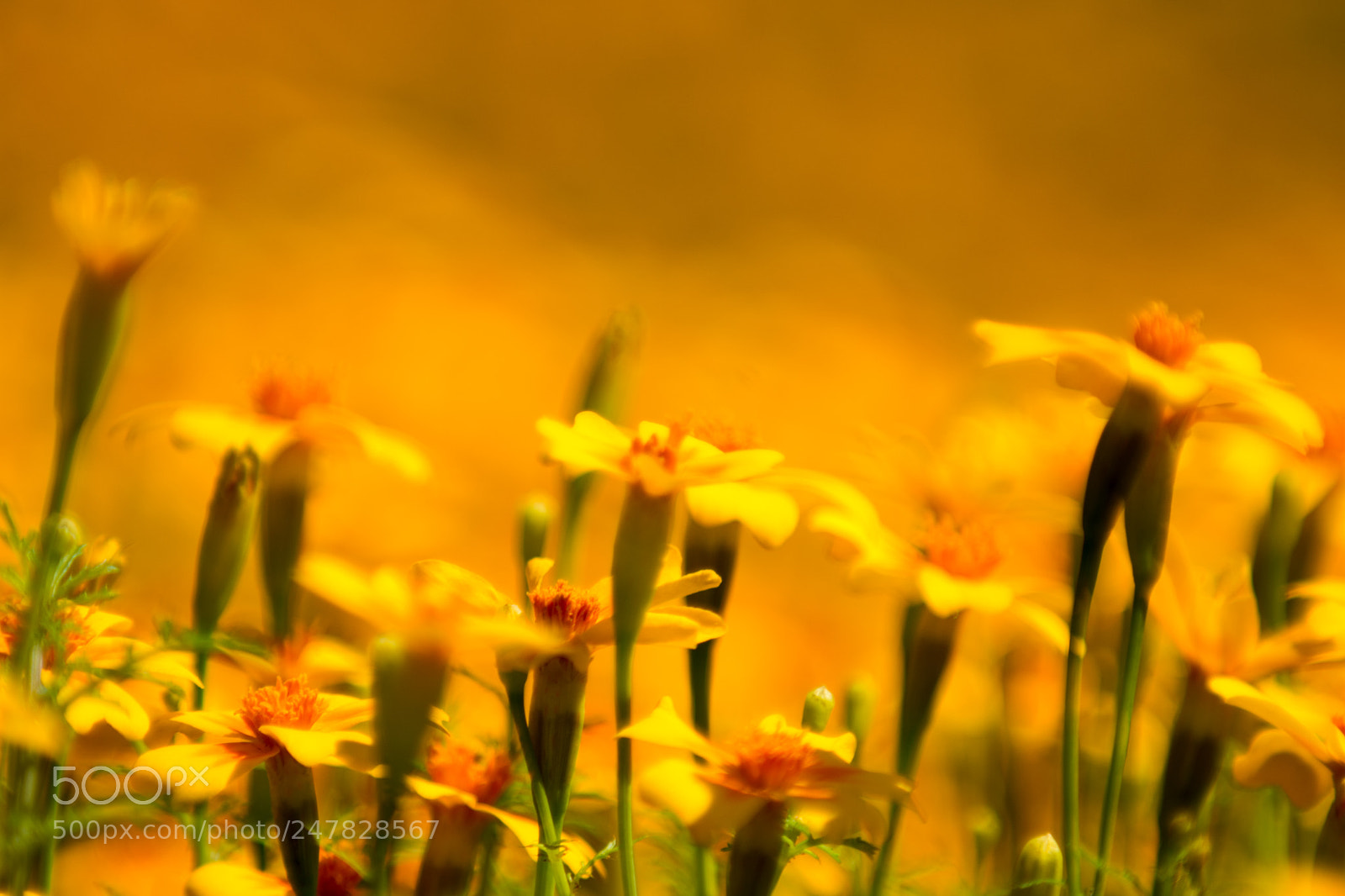 Nikon D7200 sample photo. Gelbe blumen photography
