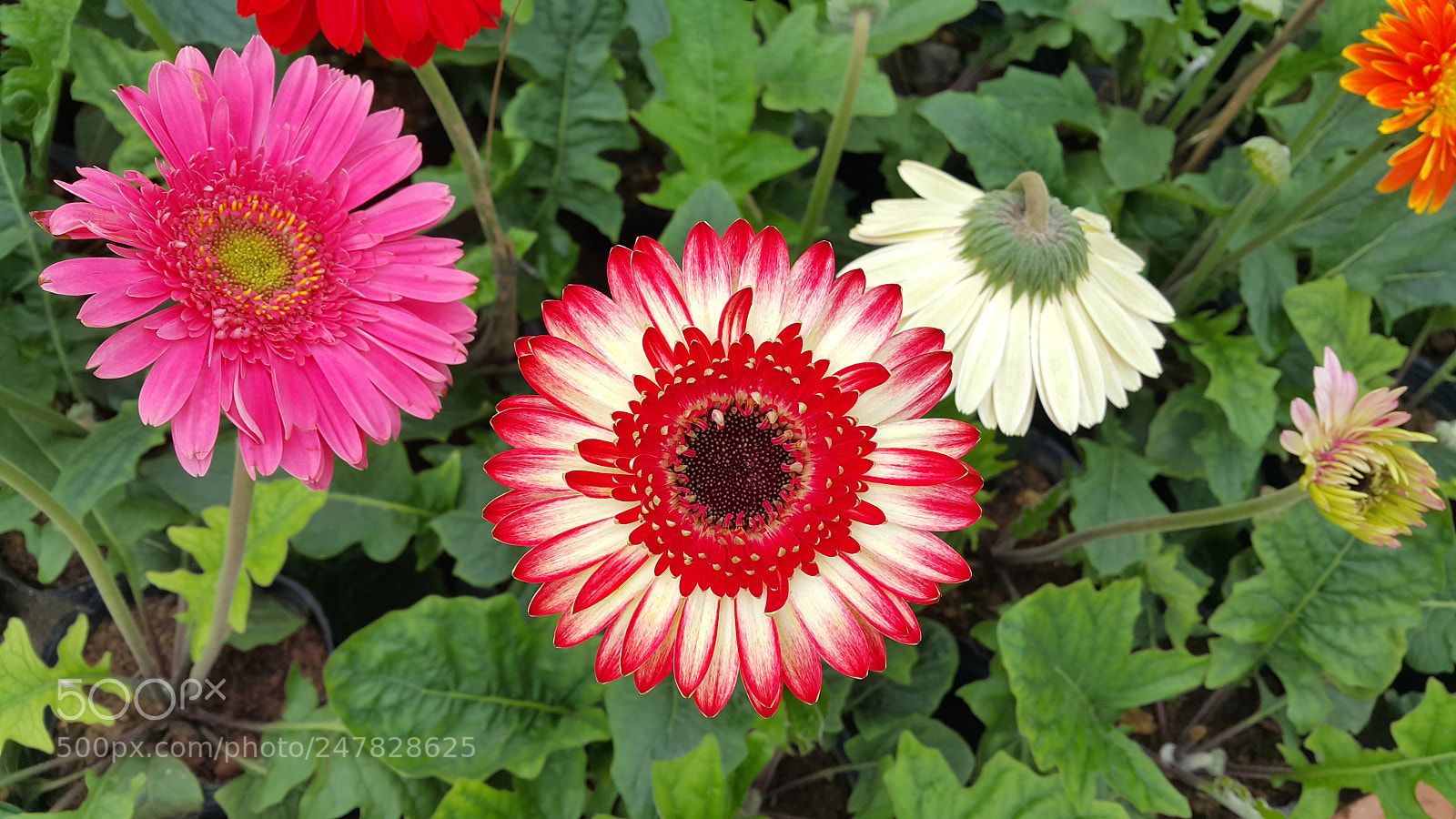 Samsung Galaxy Note4 sample photo. Flowers and soil photography