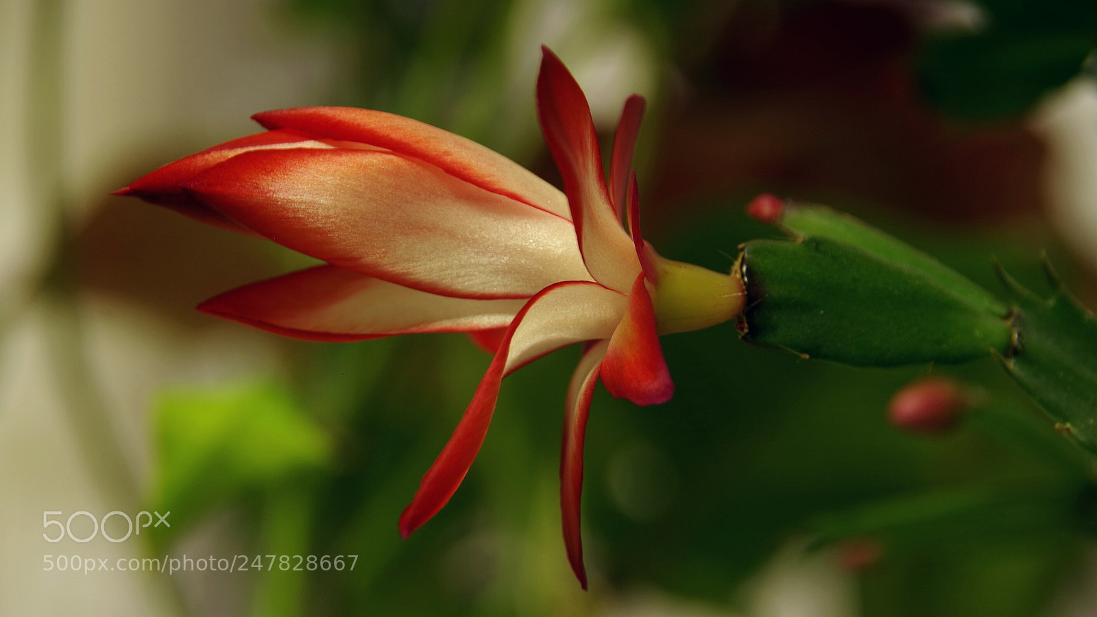 Pentax K-70 sample photo. Schlumbergera 1 photography