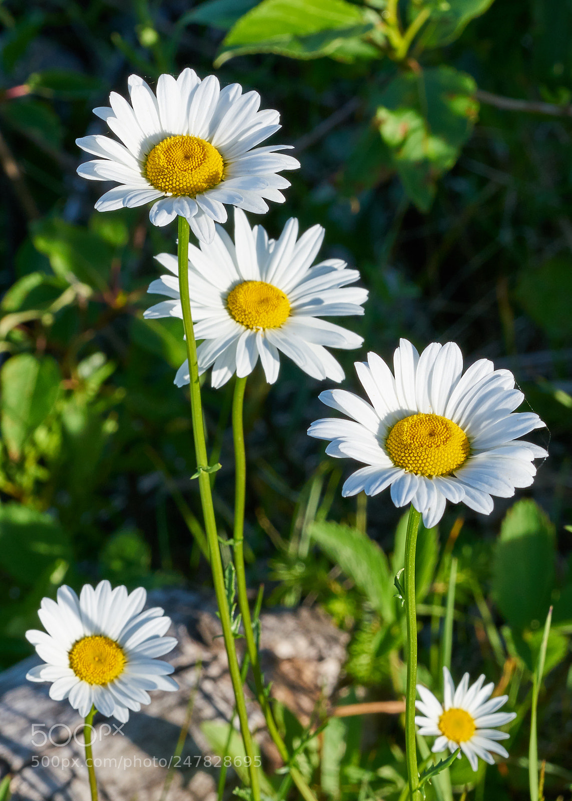 Sony a7R II sample photo. Wild daisy by o'sullivan photography