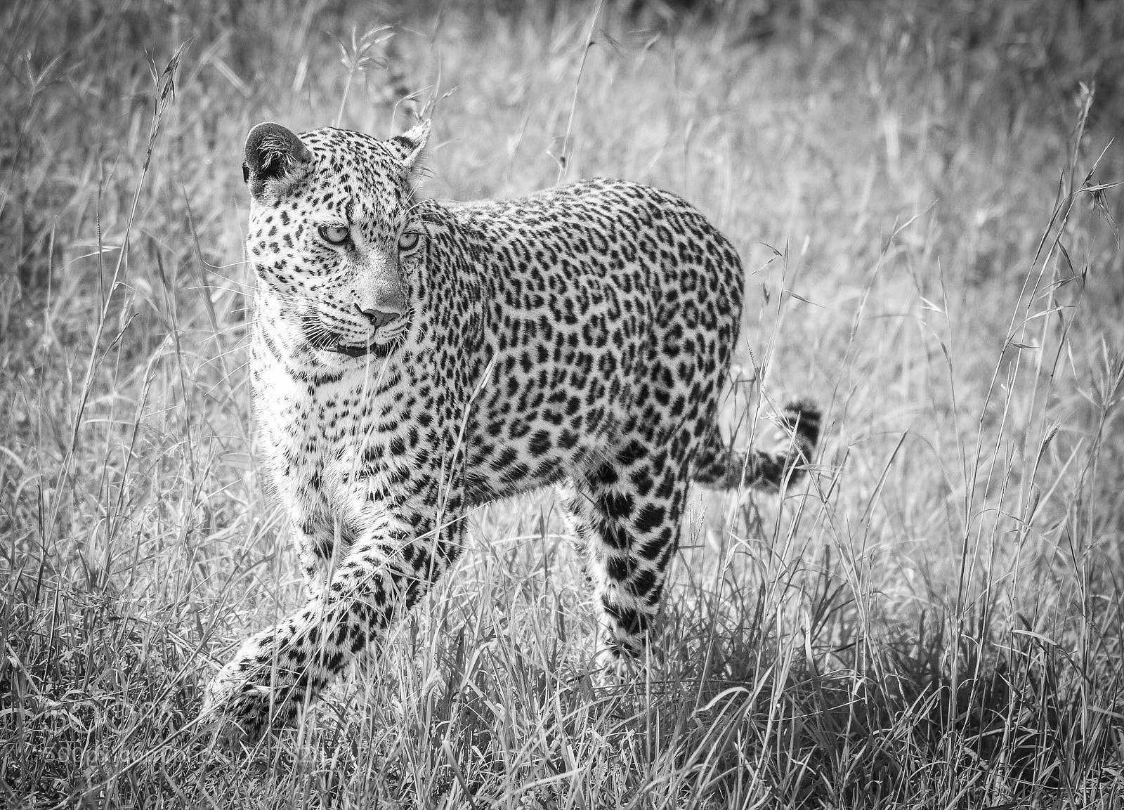 Canon EOS 7D sample photo. Luluka b&w photography