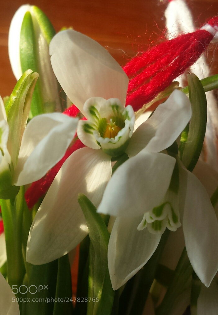 Samsung Galaxy S4 sample photo. Hello march..snowdrops ..red and photography