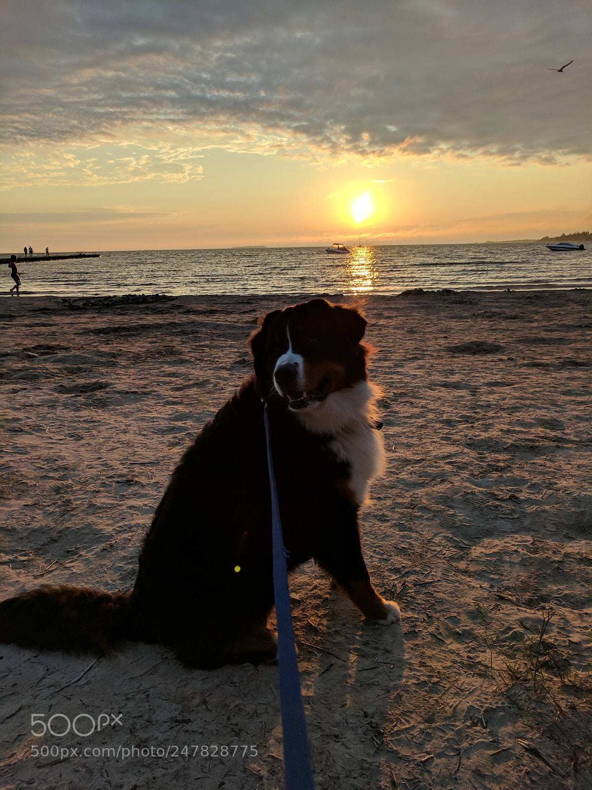 Google Pixel XL sample photo. Untitled photography