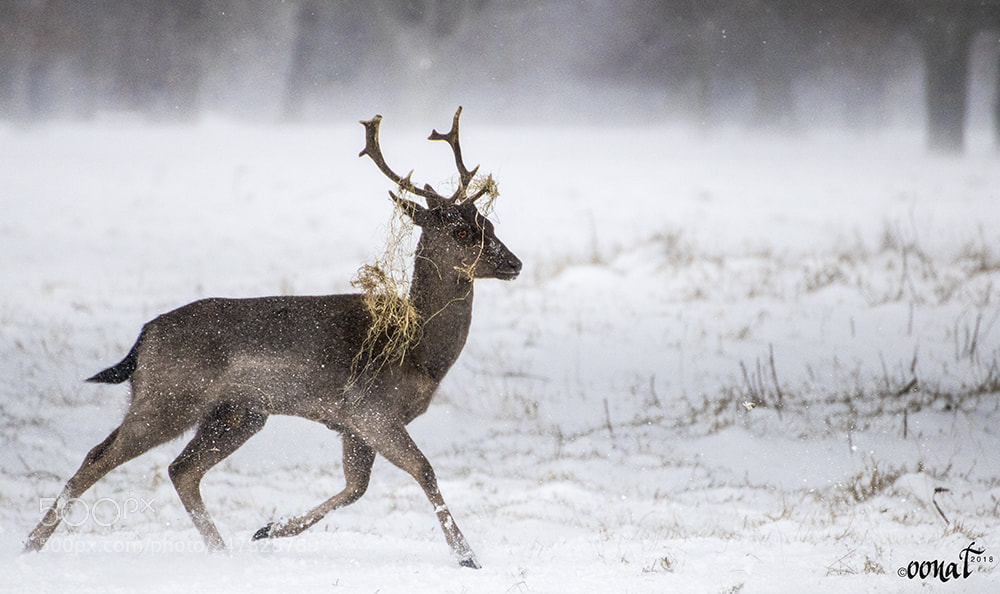 Canon EOS 750D (EOS Rebel T6i / EOS Kiss X8i) sample photo. Stag phoenix park photography