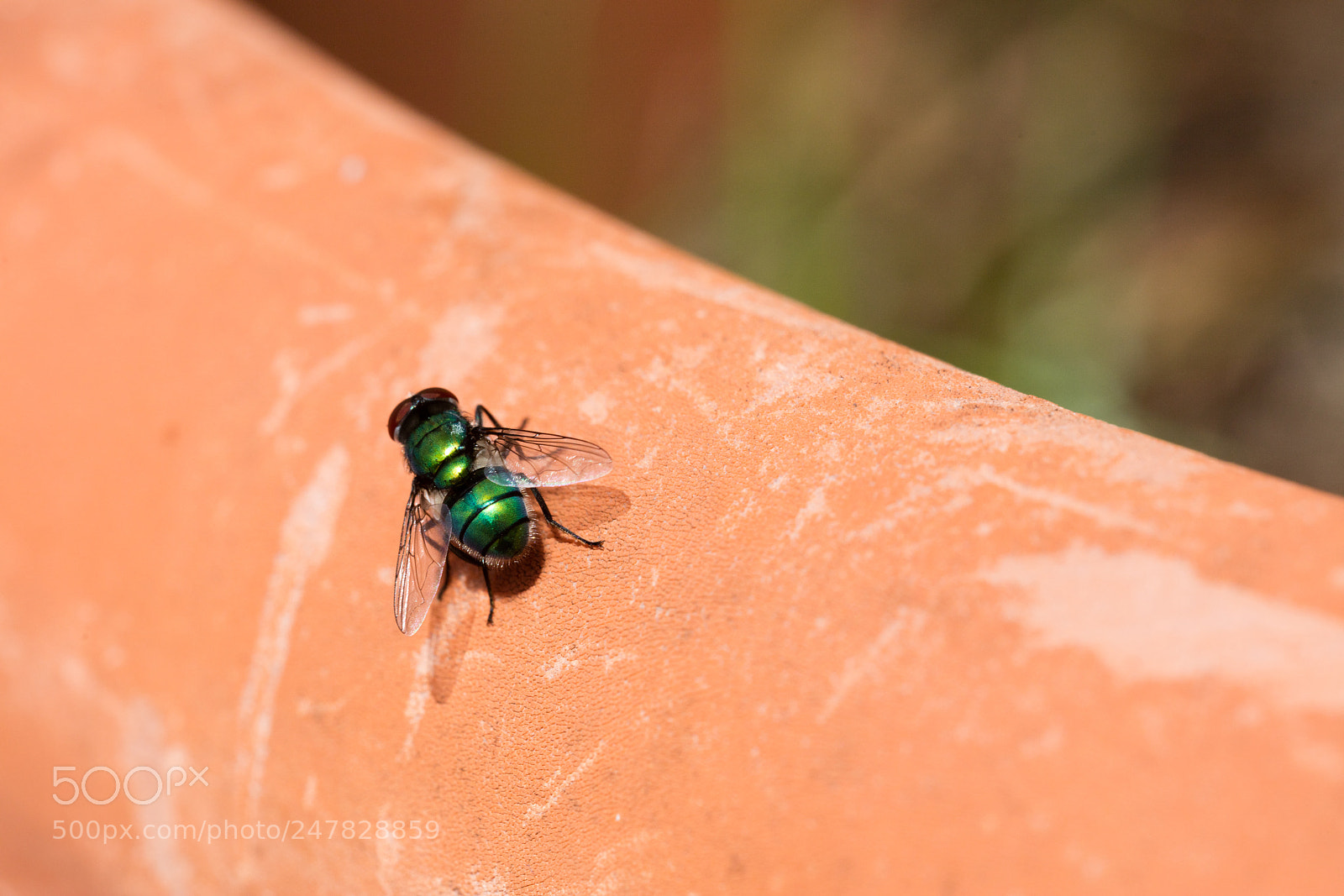 Canon EOS 5DS R sample photo. Green fly isolated photography
