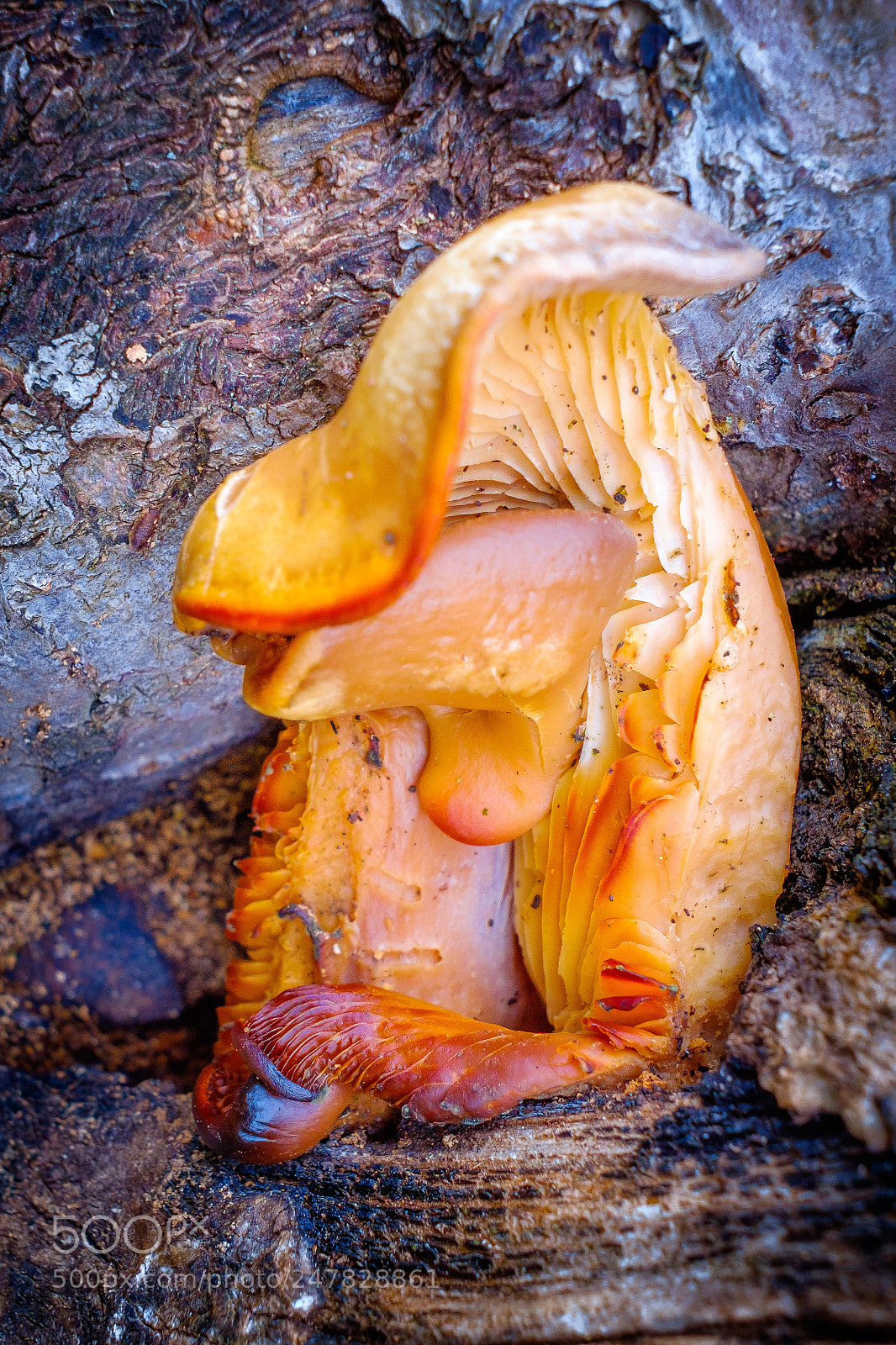 Fujifilm X-T10 sample photo. Mushroom photography