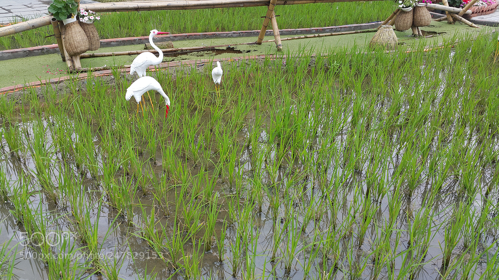 Samsung Galaxy Note4 sample photo. Rice fields photography