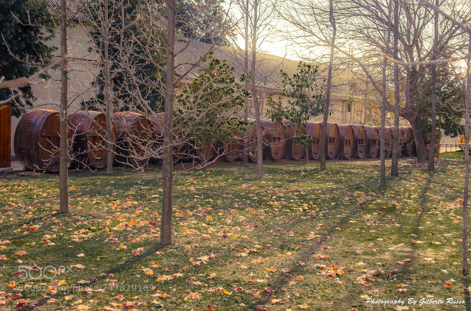 Nikon D5100 sample photo. Wine barrels - lo photography