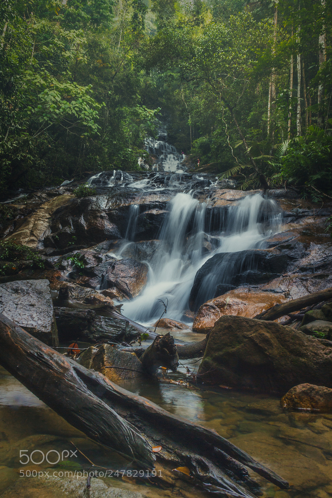 Canon EOS 60D sample photo. Messy rainforest photography