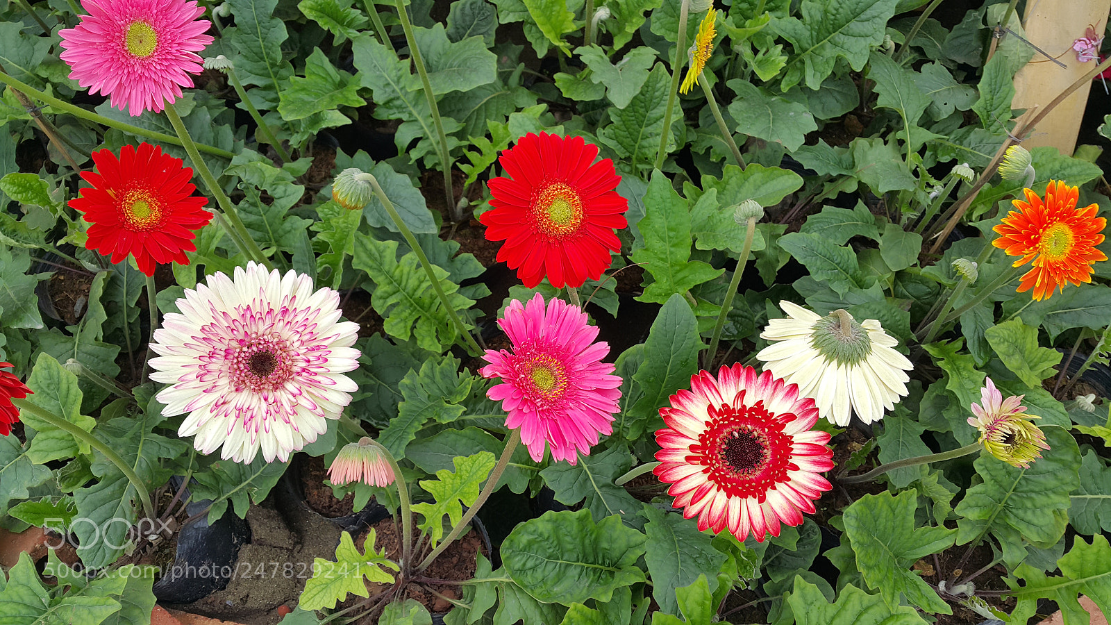 Samsung Galaxy Note4 sample photo. Gardens photography