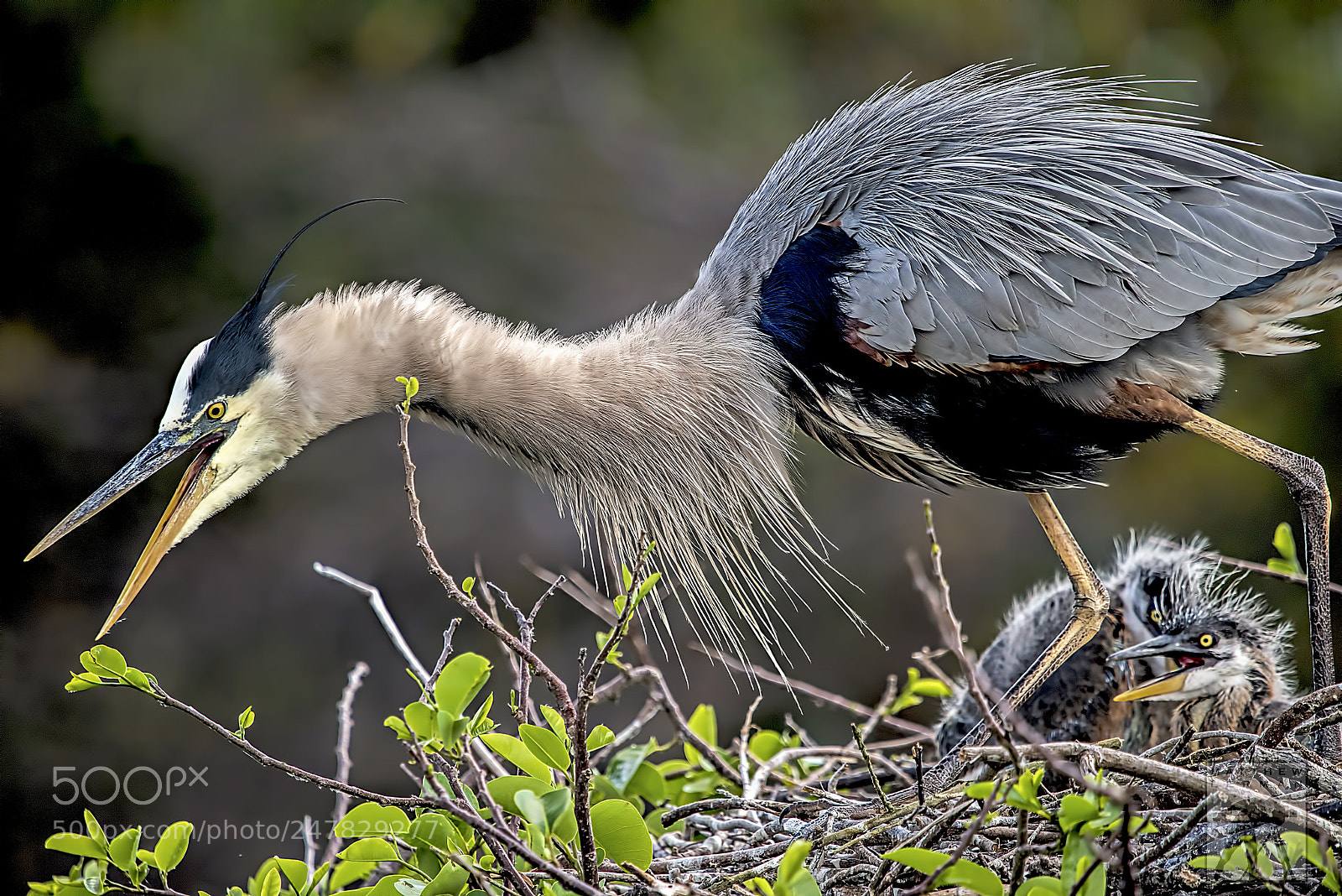Nikon D810 sample photo. Protecting  1641 photography