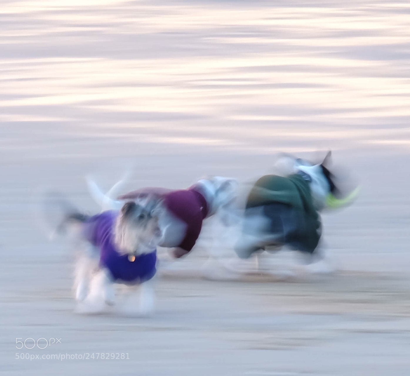 Fujifilm X-T2 sample photo. Dogs just having fun photography