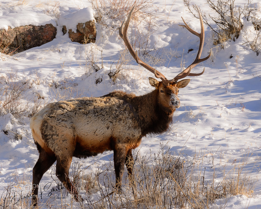 Nikon D4 sample photo. Elk rocky mountain nps photography
