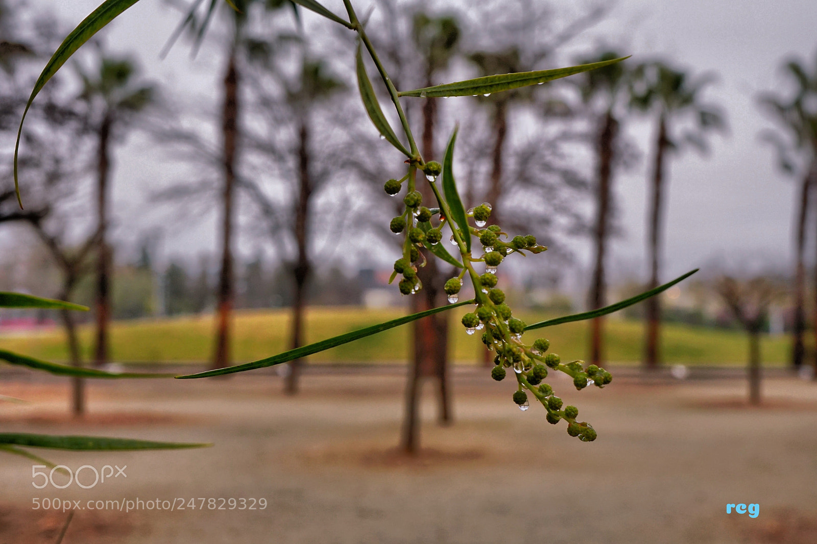 Sony a6300 sample photo. A vuelto la lluvia. photography