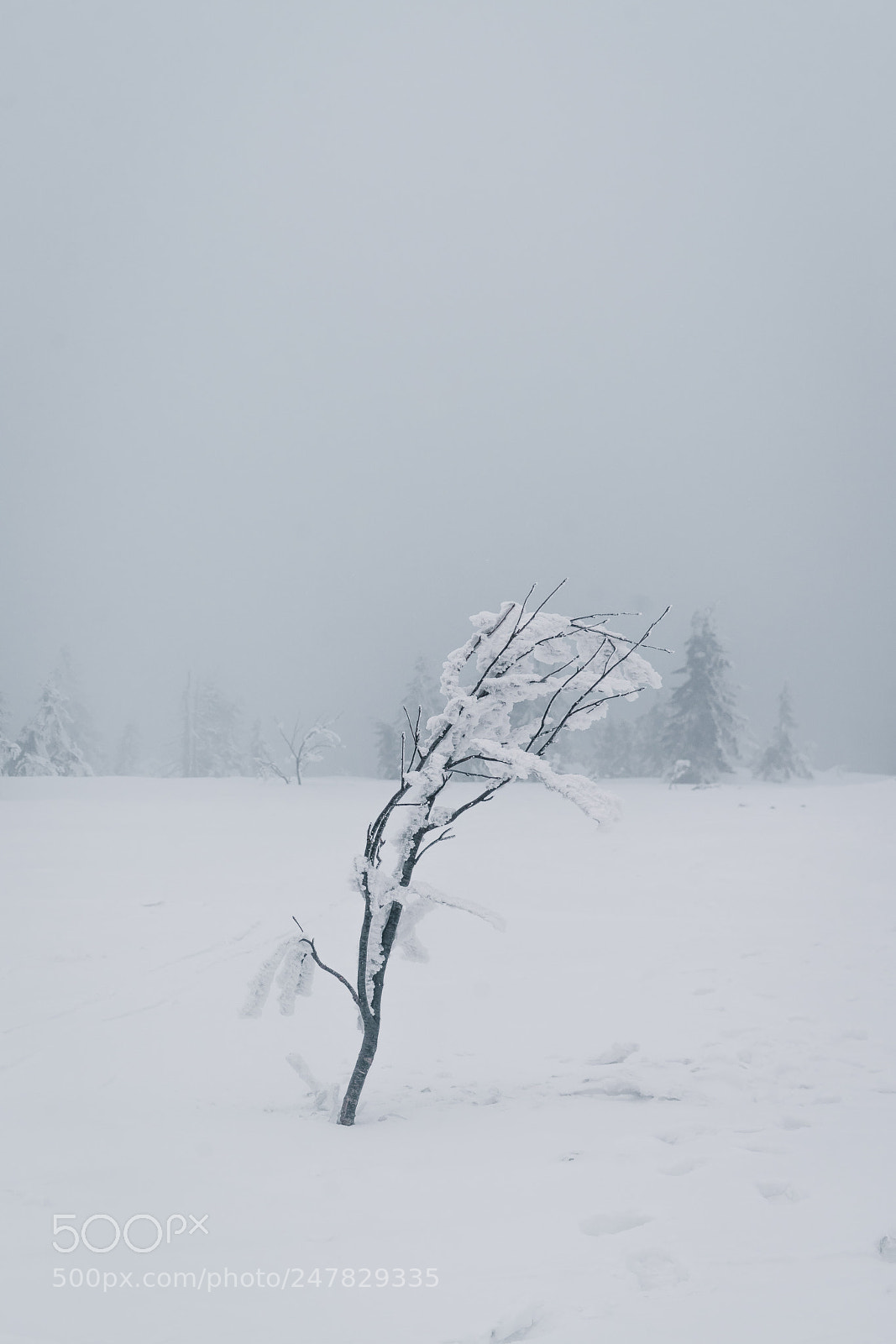 Sony a7R II sample photo. Dsc photography