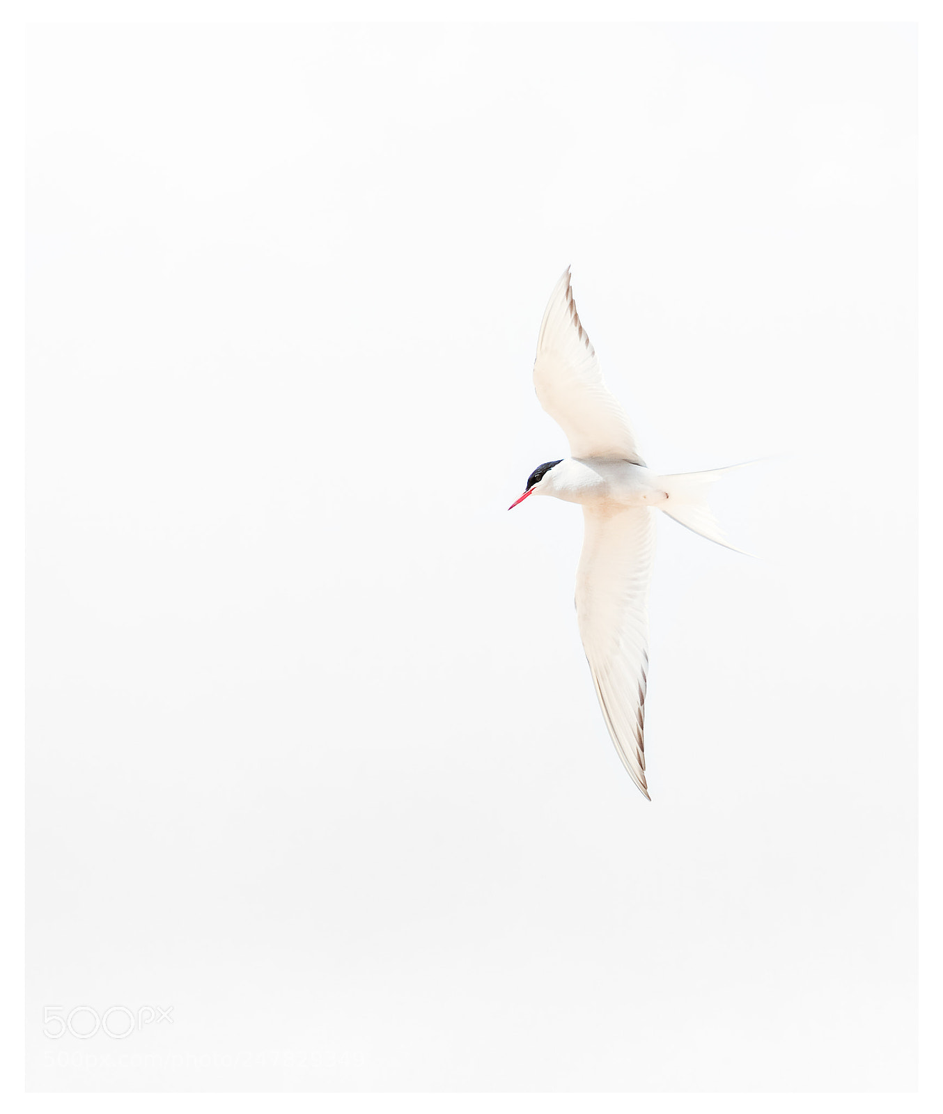 Fujifilm X-Pro2 sample photo. Tern photography