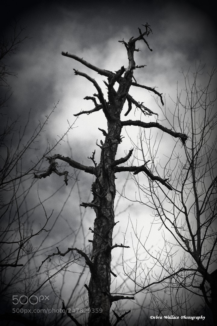 Nikon D7100 sample photo. Dead tree at lake photography