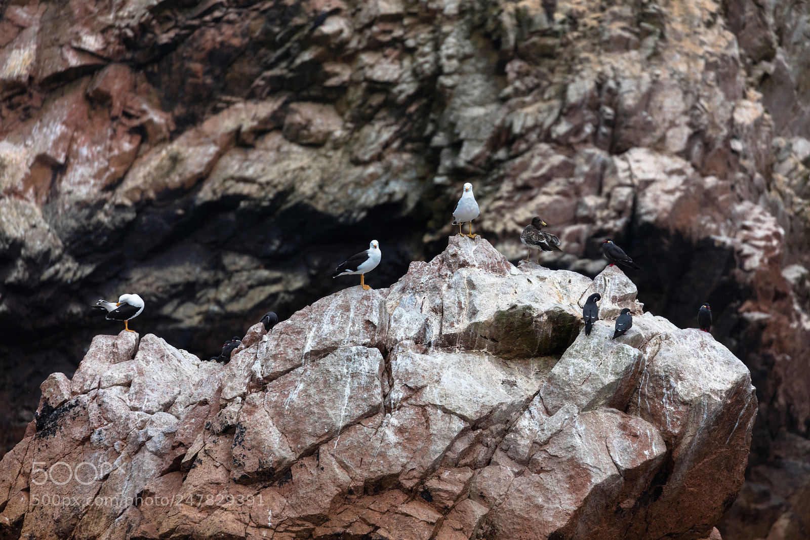 Canon EOS 5DS R sample photo. Ballestas islands, perù photography