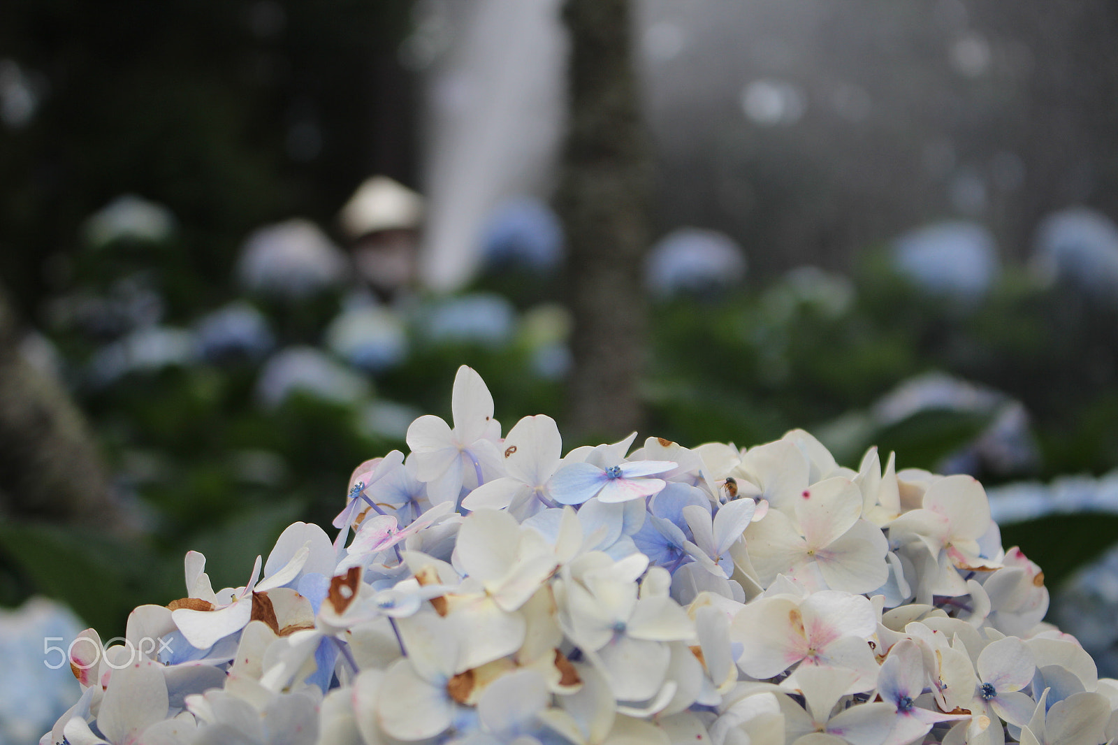 Canon EOS 650D (EOS Rebel T4i / EOS Kiss X6i) sample photo. Hydrangea photography