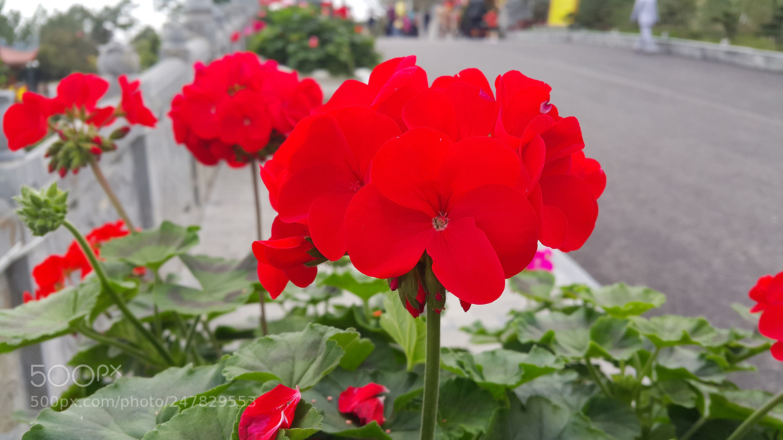 Samsung Galaxy Note4 sample photo. Red flower photography