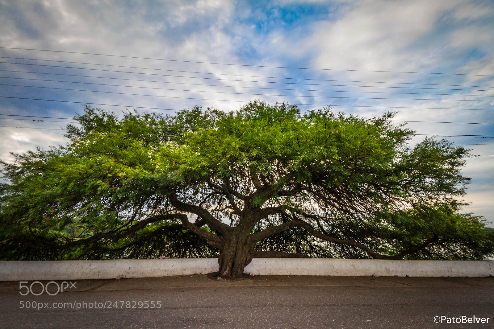 Canon EOS 7D sample photo. Tree photography