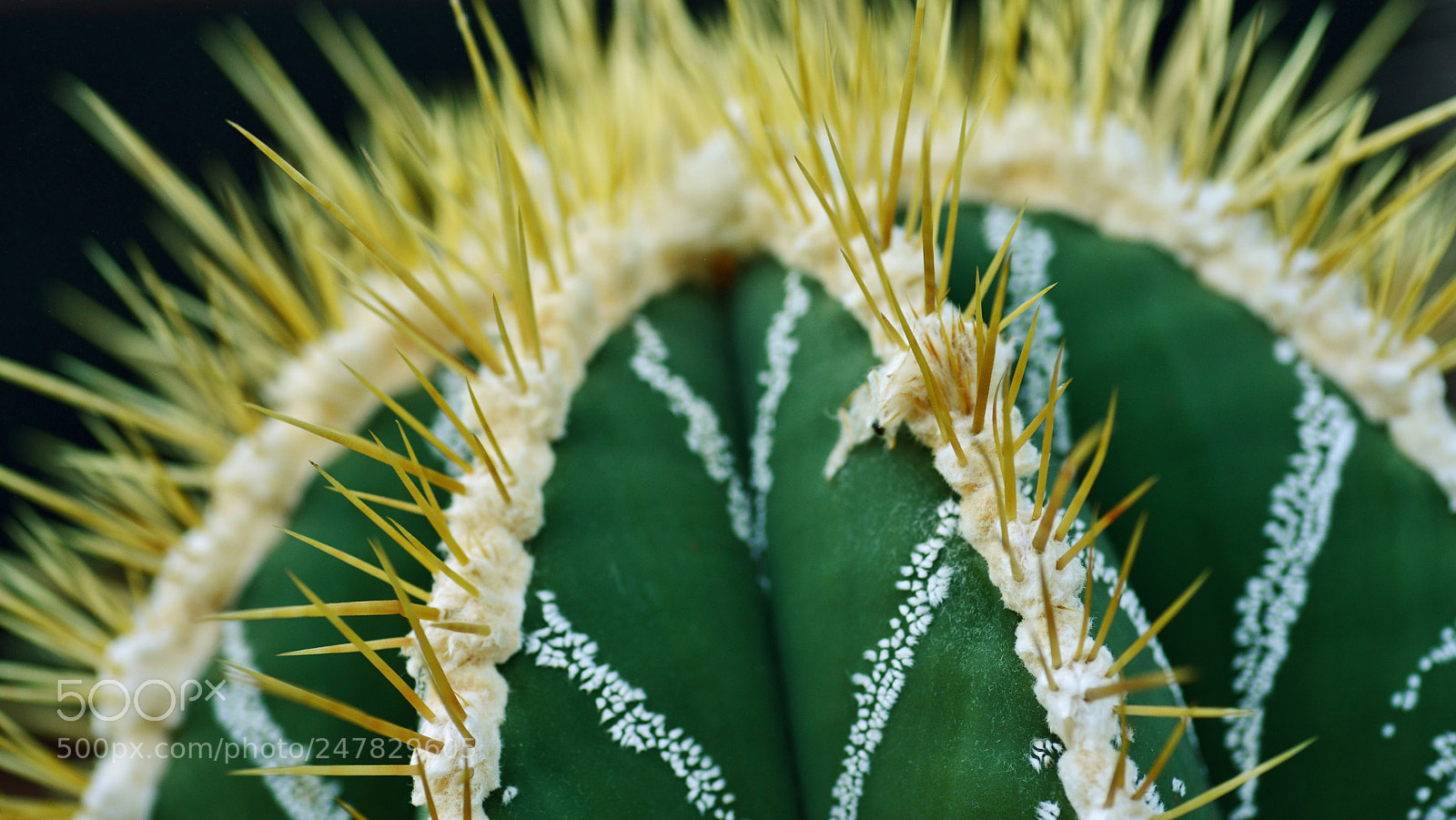 Nikon D800 sample photo. Unexpected beauty photography