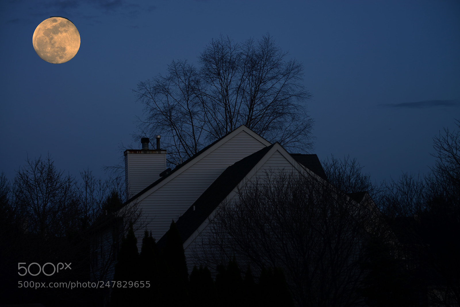 Nikon D800 sample photo. Backyard photography