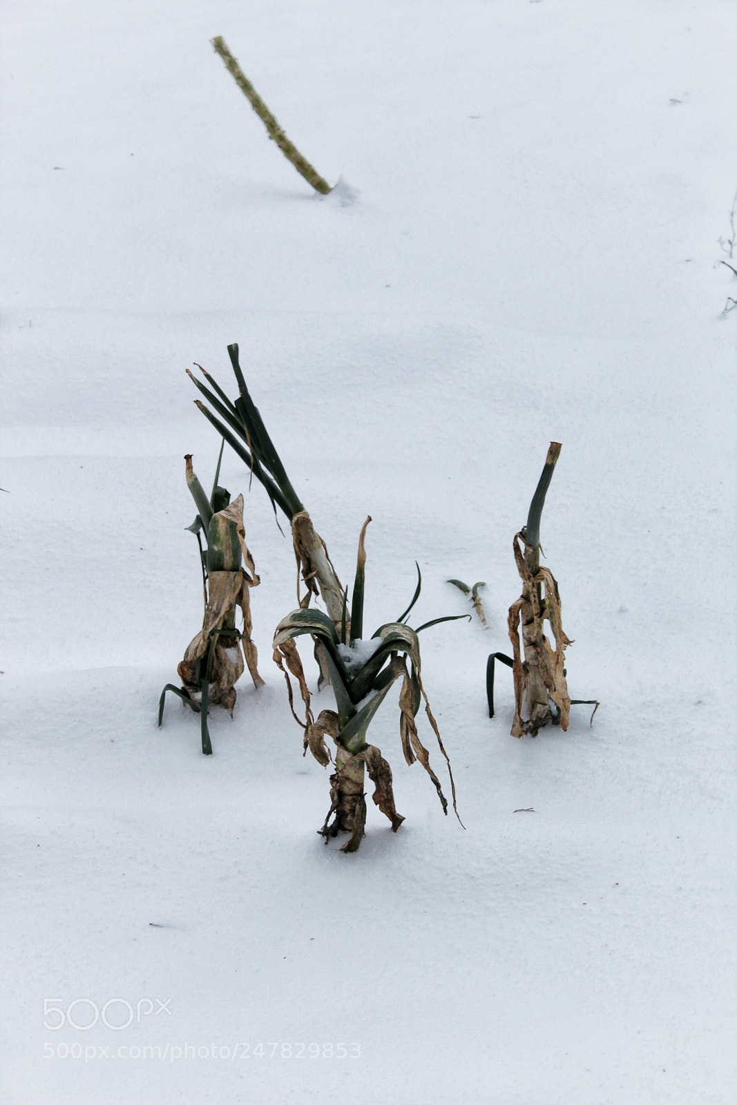 Canon EOS 1300D (EOS Rebel T6 / EOS Kiss X80) sample photo. Snow, snow, snow photography