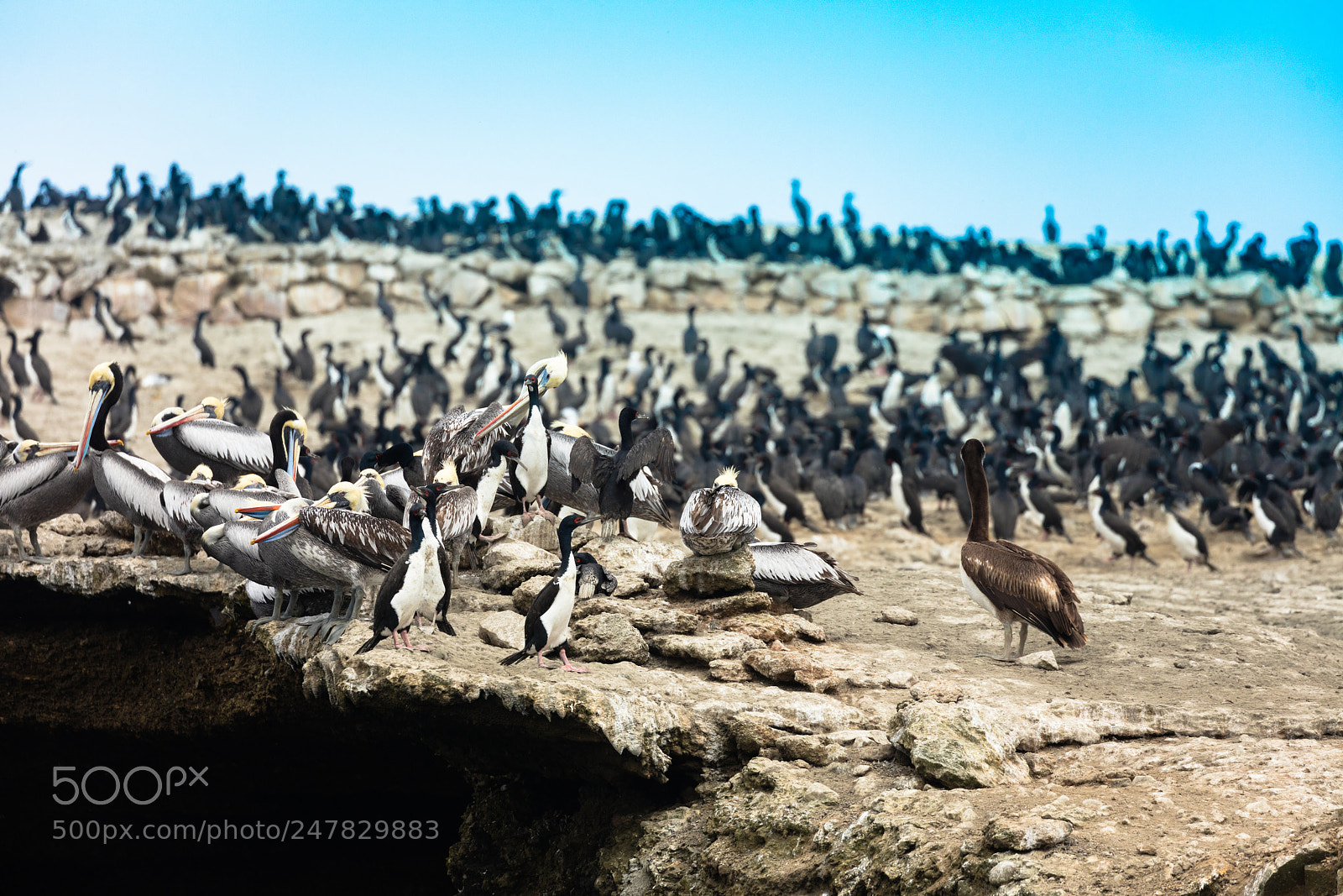 Canon EOS 5DS R sample photo. Ballestas islands, perù photography