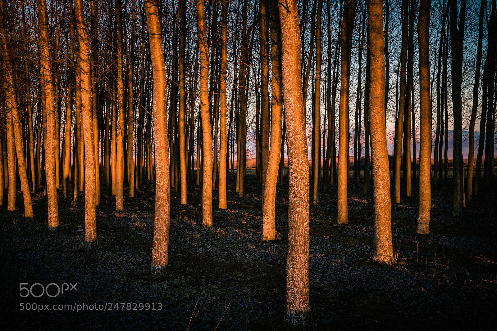 Sony a7R II sample photo. Pump my red heart photography