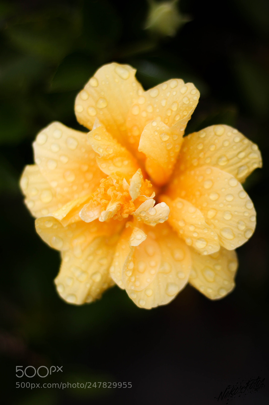 Canon EOS 60D sample photo. Noname7 photography