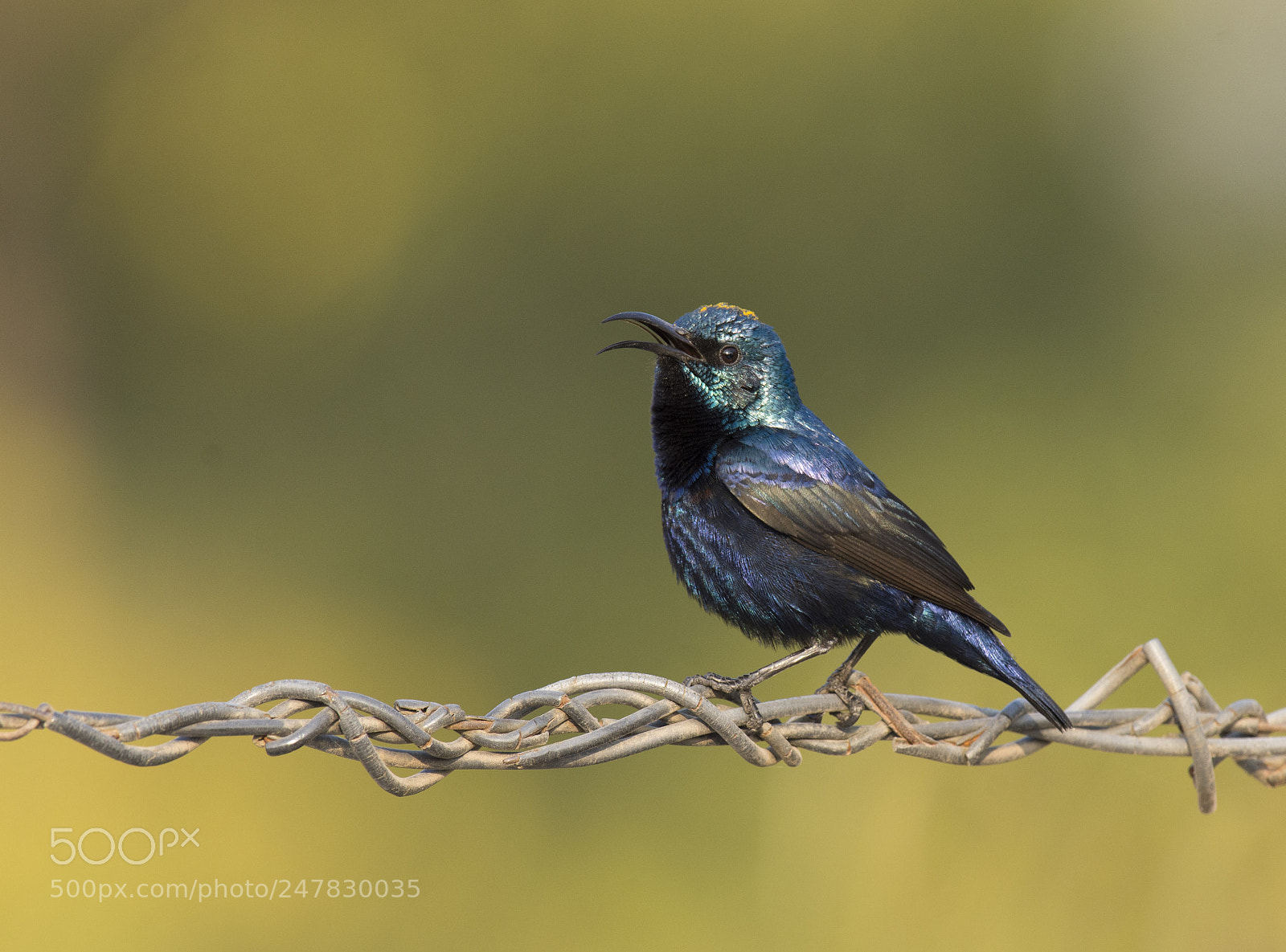 Nikon D7200 sample photo. Purple sunbird photography