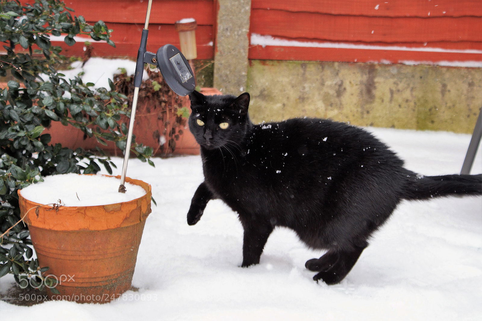 Sony DT 18-70mm F3.5-5.6 sample photo. Eva the snow cat.. photography